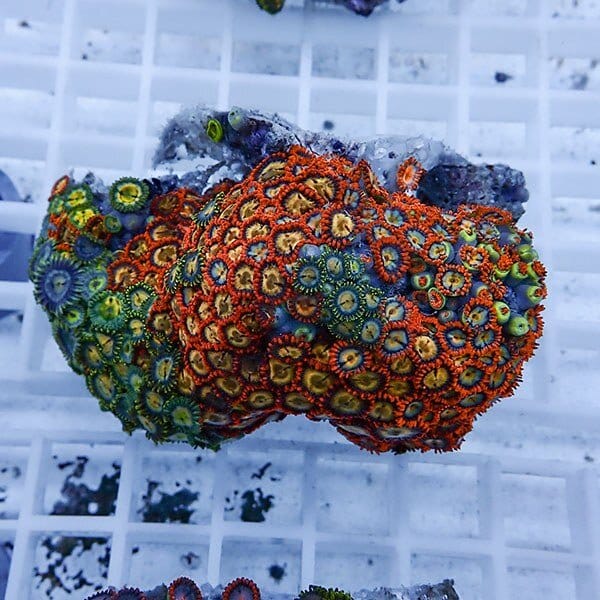 【サンゴ現物50】マメスナギンチャク