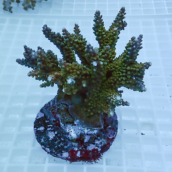 【サンゴ現物50】ブリードミドリイシ