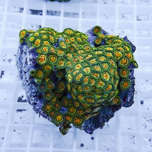 【サンゴ現物51】マメスナギンチャク