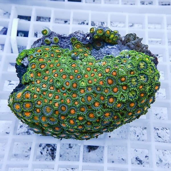 【サンゴ現物52】マメスナギンチャク