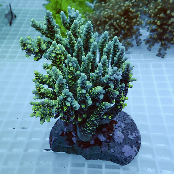 【サンゴ現物52】ブリードミドリイシ