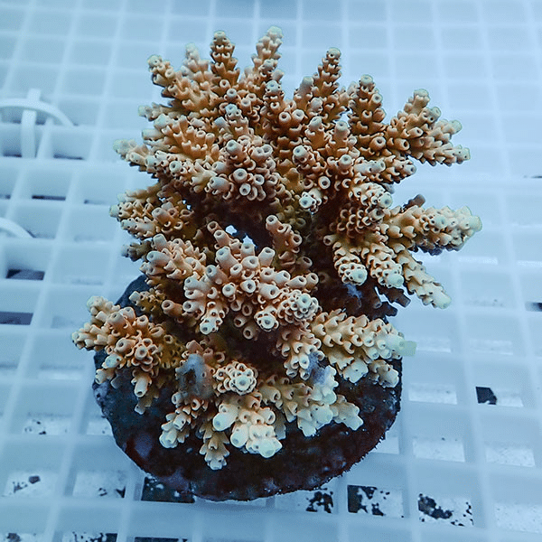 【サンゴ現物53】ブリードミドリイシ