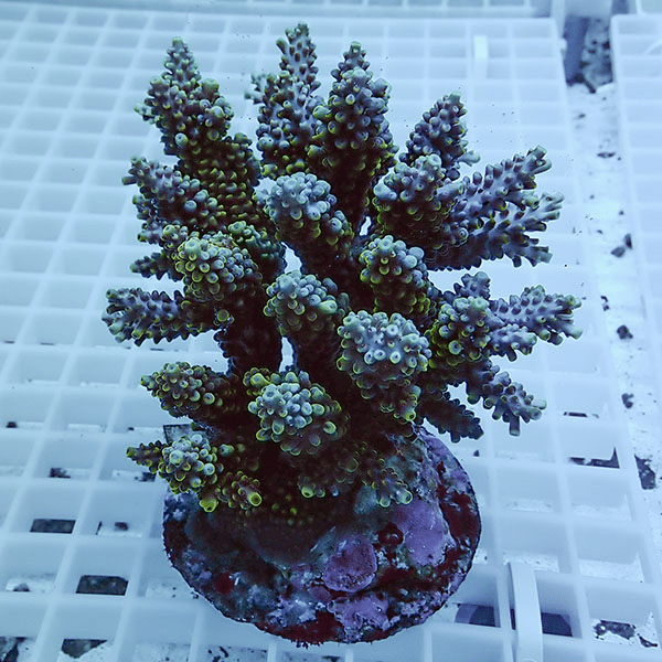 【サンゴ現物55】ブリードミドリイシ