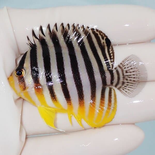 【現物5】シマヤッコ 6cm±