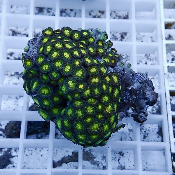 【サンゴ現物5】マメスナギンチャク