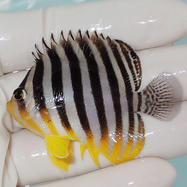 【現物5】シマヤッコ 6cm±