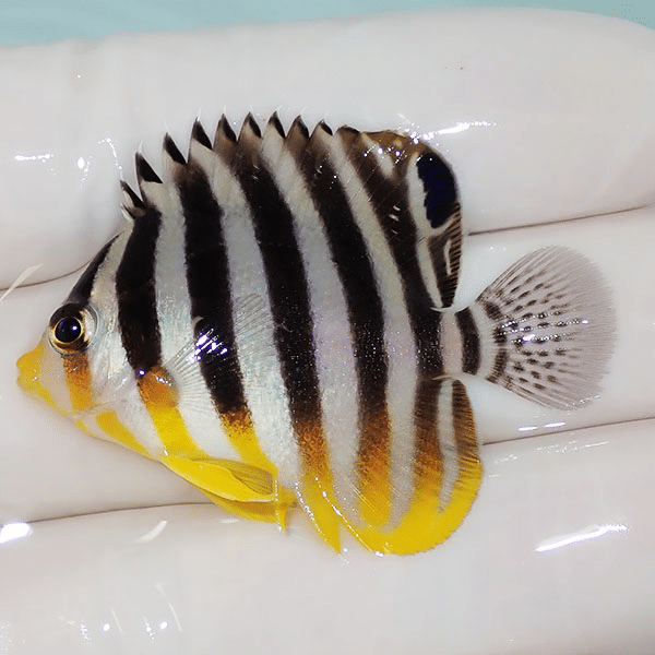 【現物5】シマヤッコ 4.5cm±