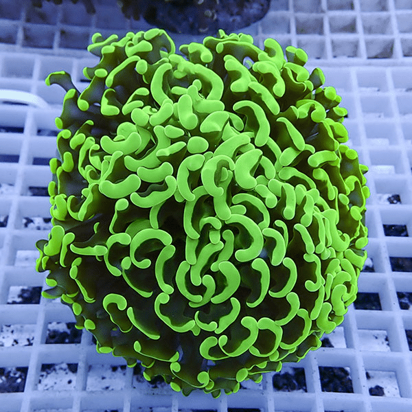 【サンゴ現物5】ナガレハナサンゴ