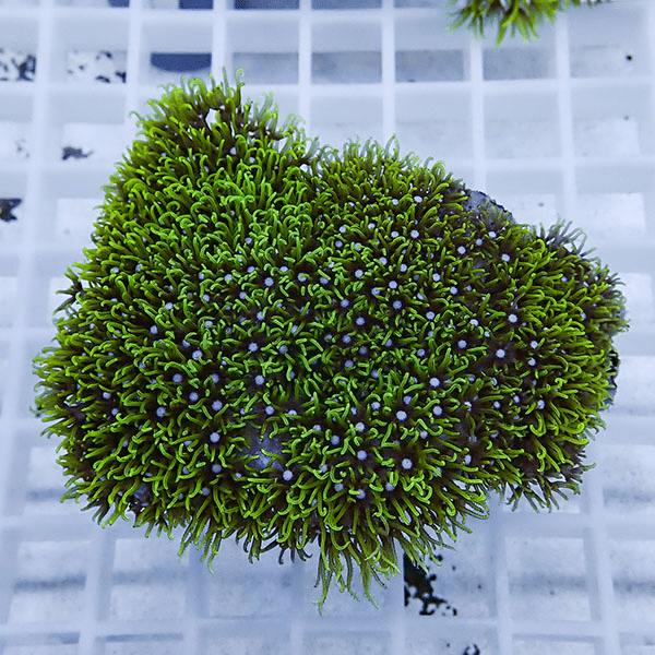 【サンゴ現物5】スターポリプ