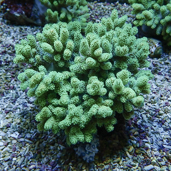 【サンゴ現物5】トサカ.sp 12-14cm沖縄産