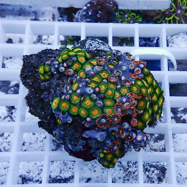 【サンゴ現物6】マメスナギンチャク