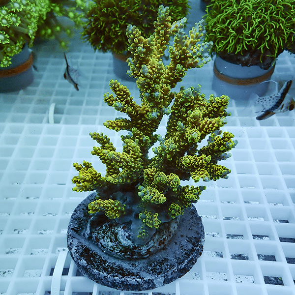 【サンゴ現物6】ブリードミドリイシ