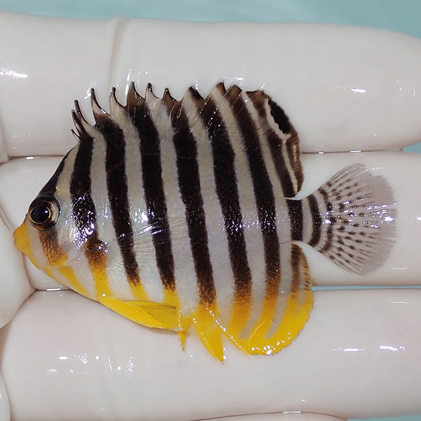 【現物6】背びれ奇形 シマヤッコ 5cm±