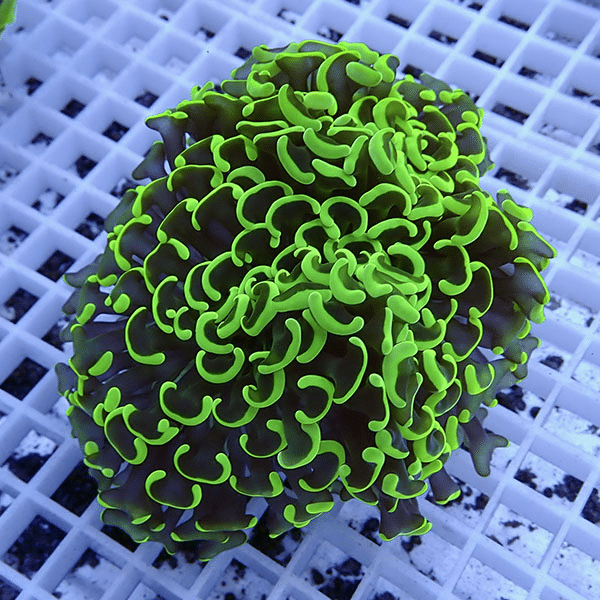 【サンゴ現物6】ナガレハナサンゴ