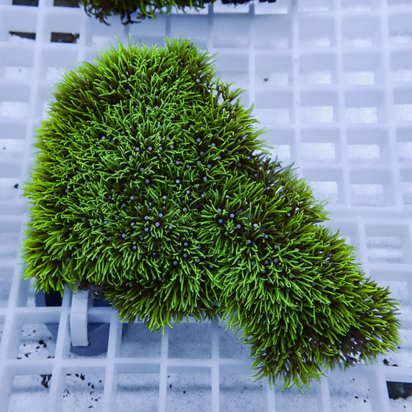 【サンゴ現物6】スターポリプ