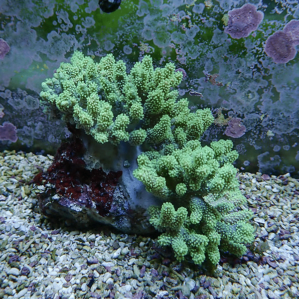 【サンゴ現物6】トサカ.sp 16-12cm沖縄産