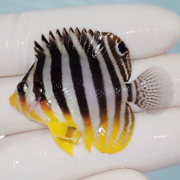 【現物7】シマヤッコ 4.5cm±