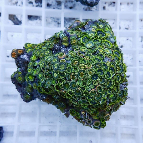 【サンゴ現物7】マメスナギンチャク