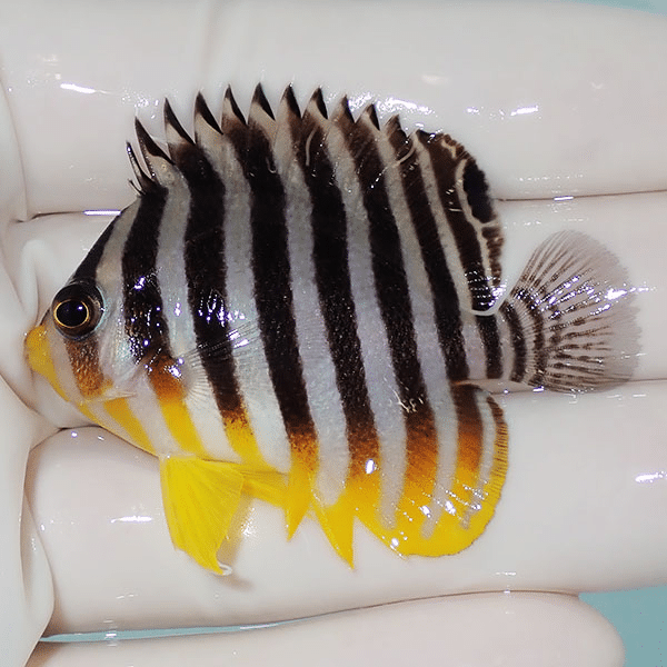 【現物7】シマヤッコ 5.3cm±