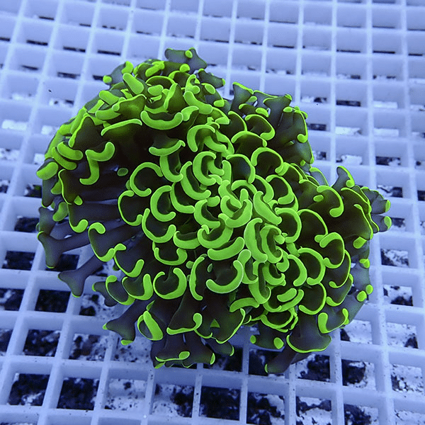 【サンゴ現物7】ナガレハナサンゴ