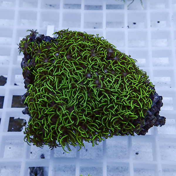 【サンゴ現物7】スターポリプ