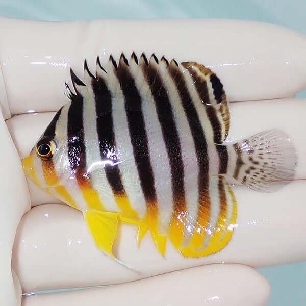 【現物8】シマヤッコ 5.5cm±