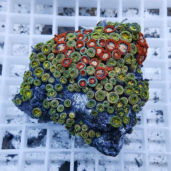 【サンゴ現物8】マメスナギンチャク