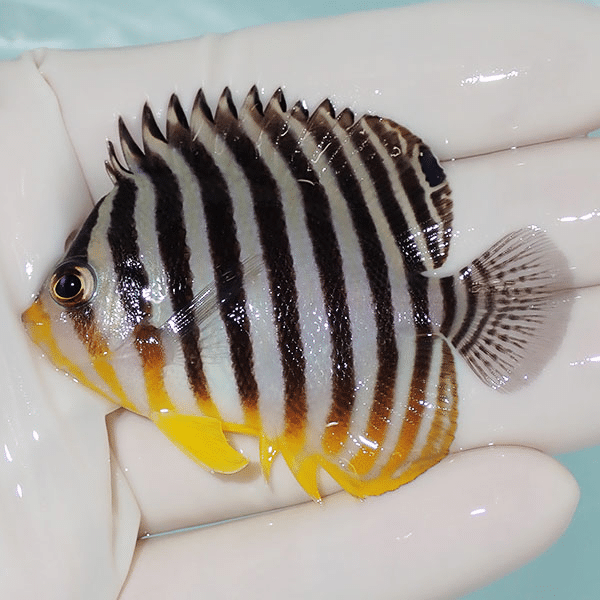 【現物8】シマヤッコ 6.5cm±