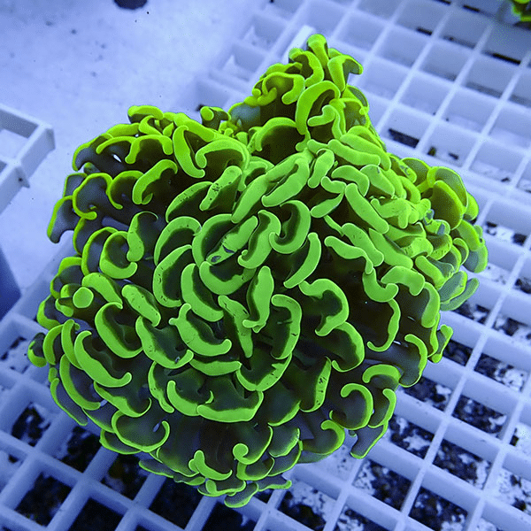 【サンゴ現物8】ナガレハナサンゴ