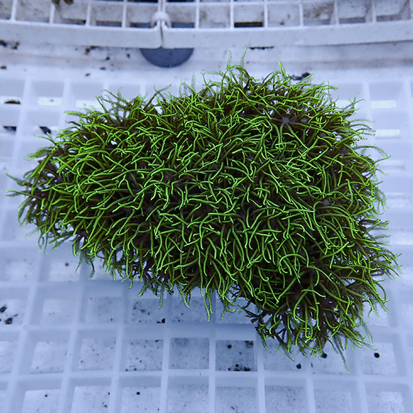 【サンゴ現物8】スターポリプ