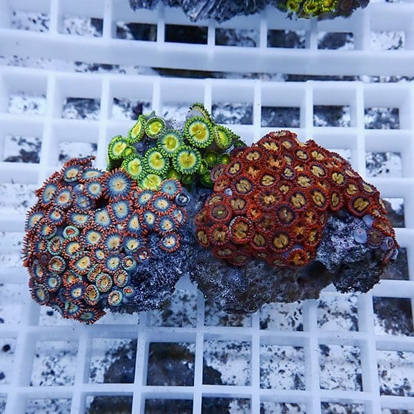 【サンゴ現物9】マメスナギンチャク