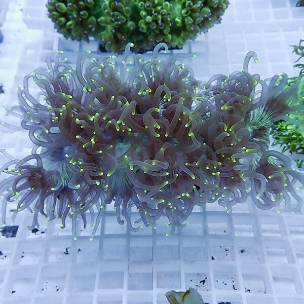 【サンゴ現物9】トランペットコーラル