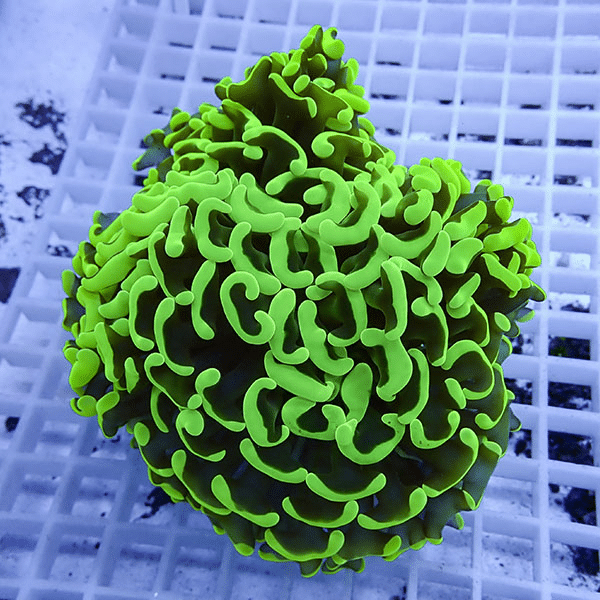 【サンゴ現物9】ナガレハナサンゴ