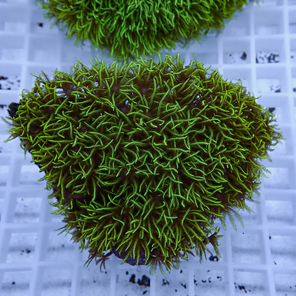 【サンゴ現物9】スターポリプ