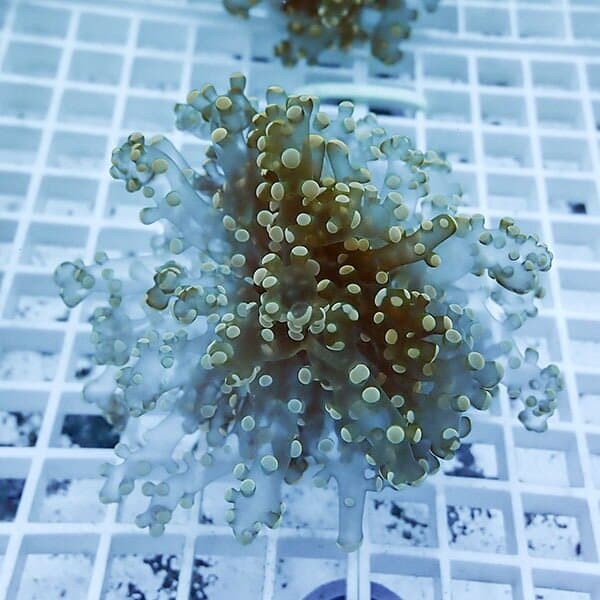 【サンゴ現物11】タコアシサンゴ フラグ