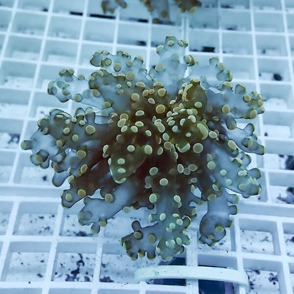 【サンゴ現物12】タコアシサンゴ フラグ