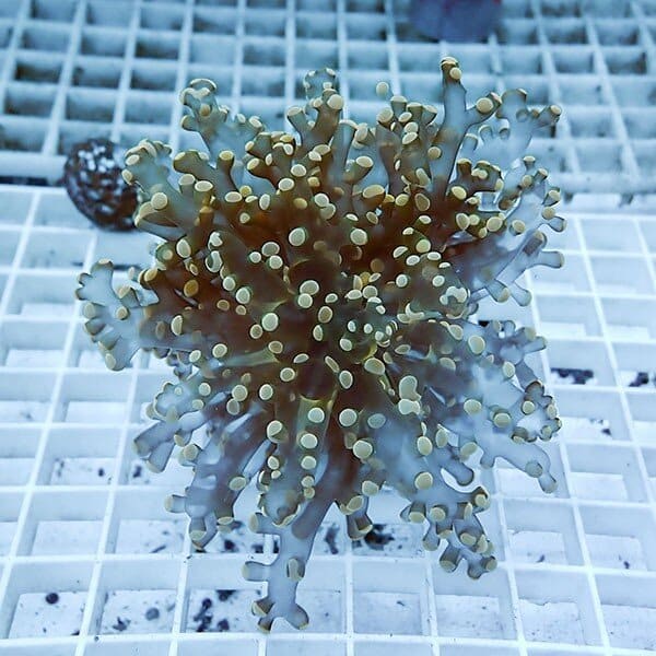 【サンゴ現物17】タコアシサンゴ フラグ