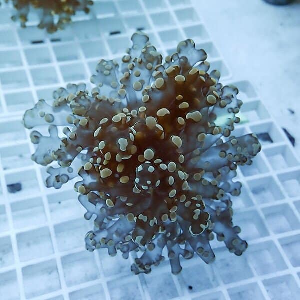 【サンゴ現物18】タコアシサンゴ フラグ