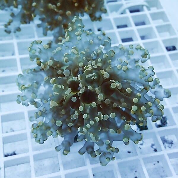 【サンゴ現物19】タコアシサンゴ フラグ