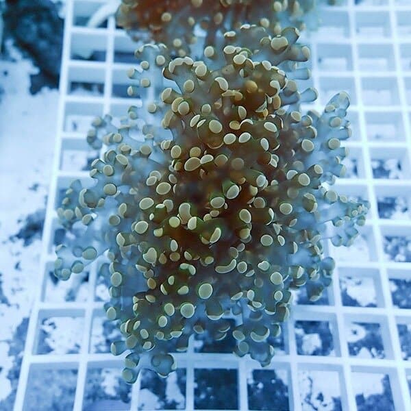 【サンゴ現物1】タコアシサンゴ フラグ