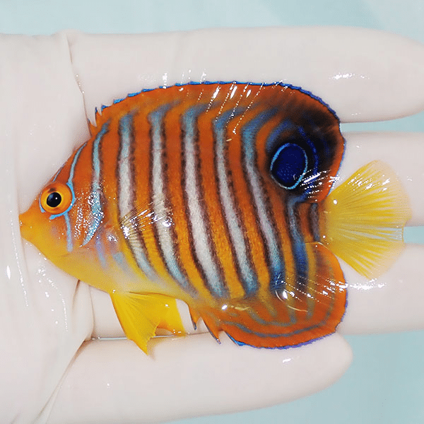 【現物1】ニシキヤッコ 7.5cm±