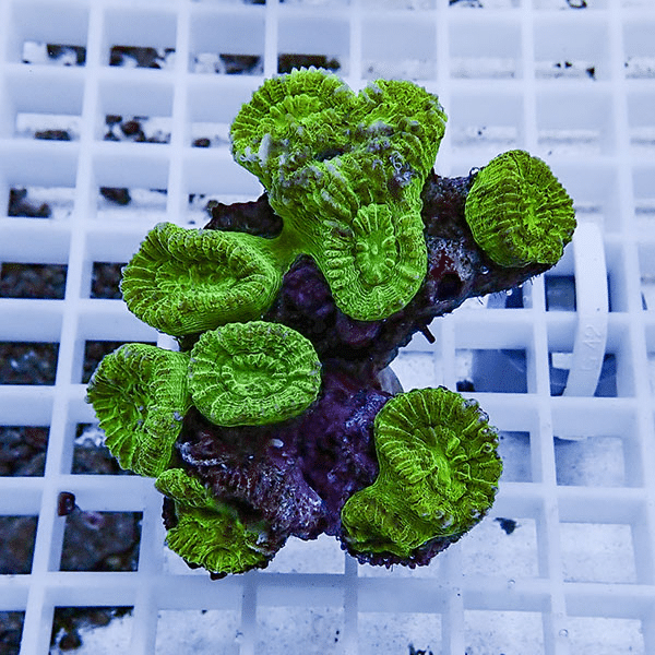 【サンゴ現物1】タバネサンゴ フラグ