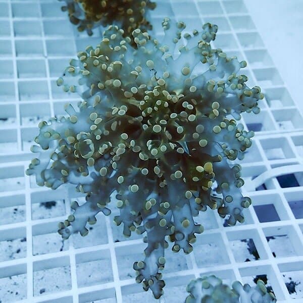 【サンゴ現物20】タコアシサンゴ フラグ