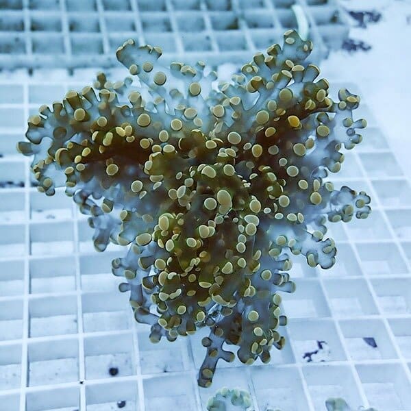 【サンゴ現物21】タコアシサンゴ フラグ