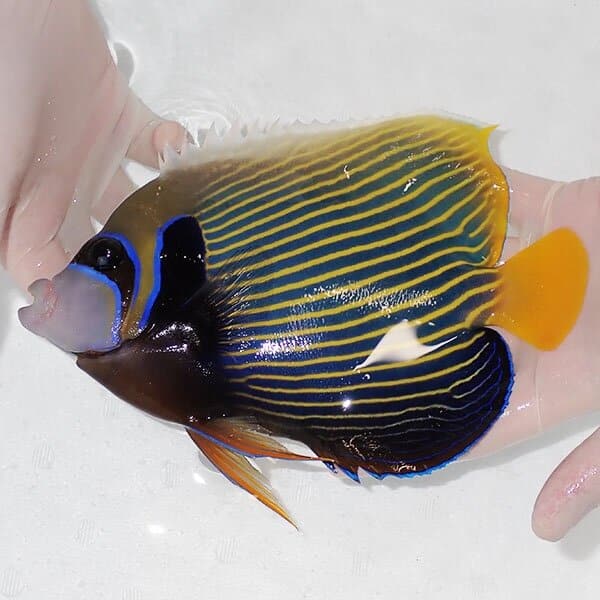 【現物2】タテジマキンチャクダイ 21cm±