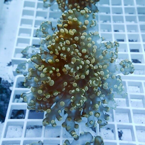 【サンゴ現物2】タコアシサンゴ フラグ