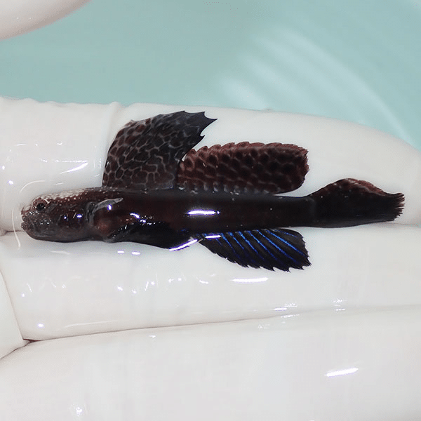 【現物2】ホタテツノハゼ 5.5cm±