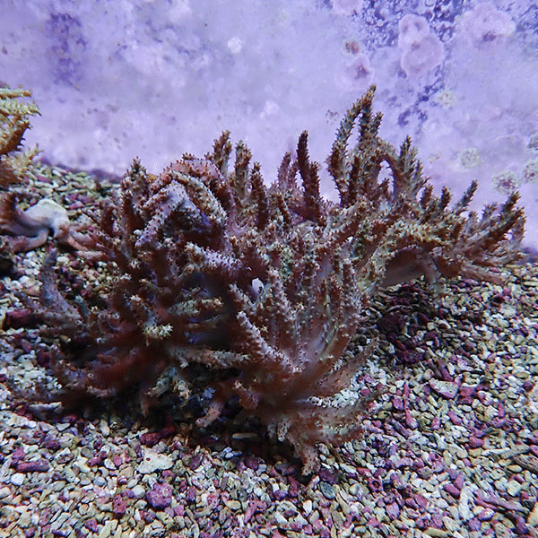 【サンゴ現物2】トサカ.sp 20-14cm 沖縄産