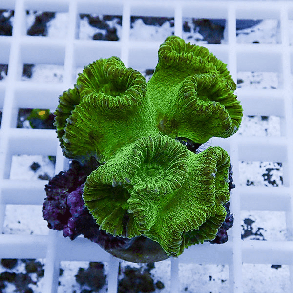 【サンゴ現物2】タバネサンゴ フラグ