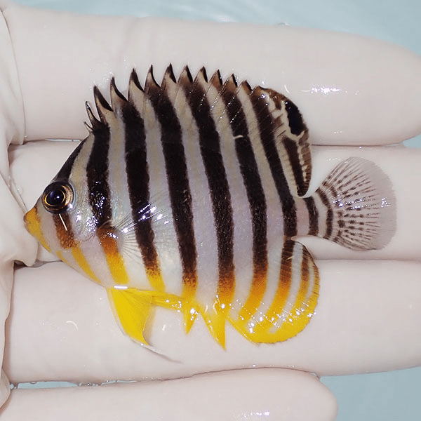 【現物2】シマヤッコ 5.5cm±